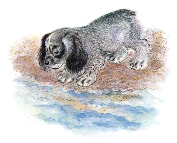 Как Томка научился плавать