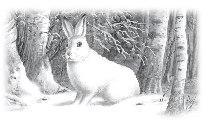 Сметливый беляк