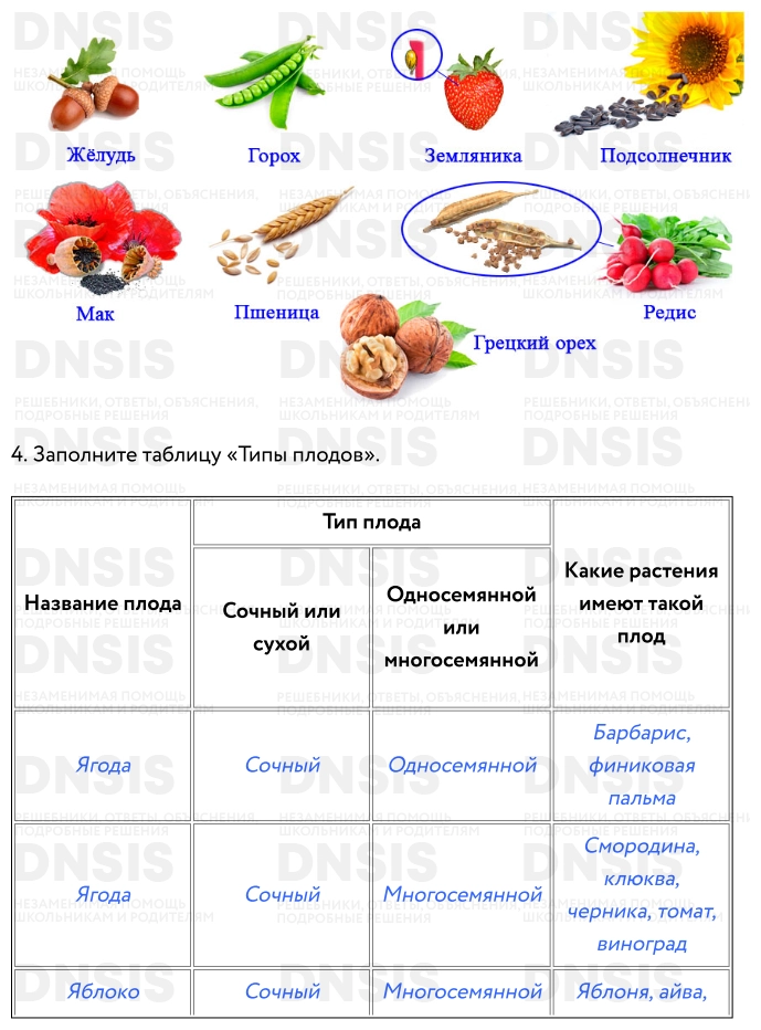 Таблица классификация плодов биология 6 класс Пасечник. Лабораторная работа классификация плодов.