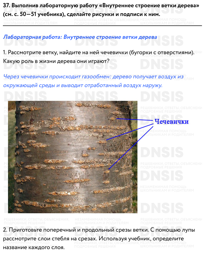 Строение ветки дерева биология 6 класс