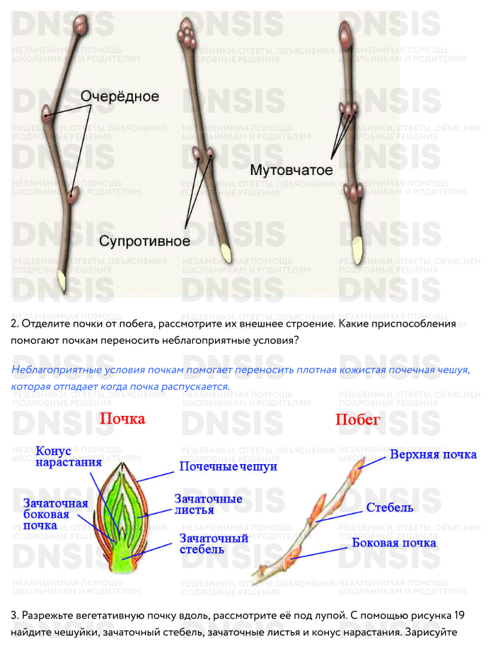 Побеги почки биология 6. Строение почек расположение почек на стебле. Расположение почек биология 6 класс. Строение почки растения лабораторная работа.