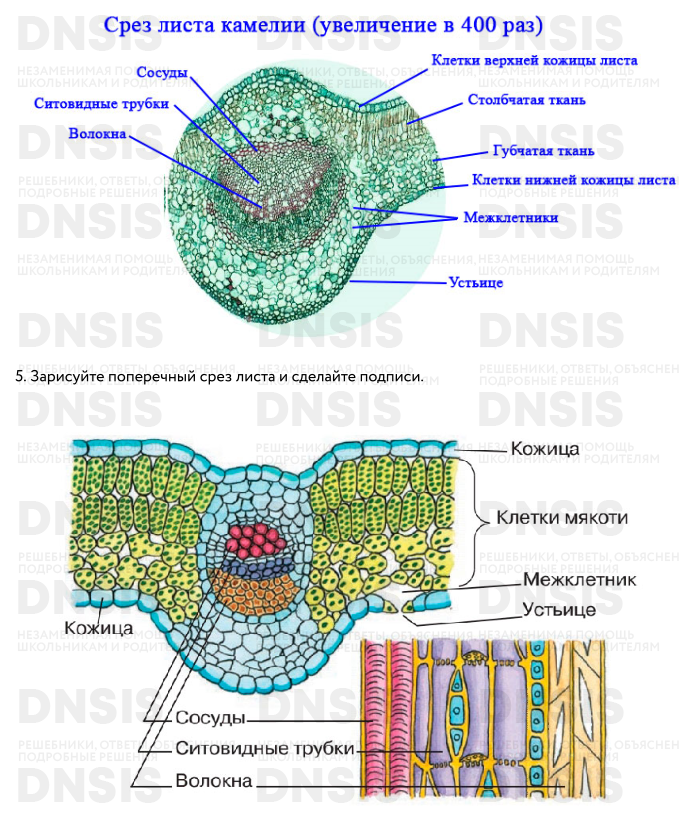 Лабораторная работа биология 6 класс строение листа. Клеточная структура листа камелии. Поперечный срез листа камелии. Поперечный срез листа камелии под микроскопом. Строение поперечного среза листа вывод.