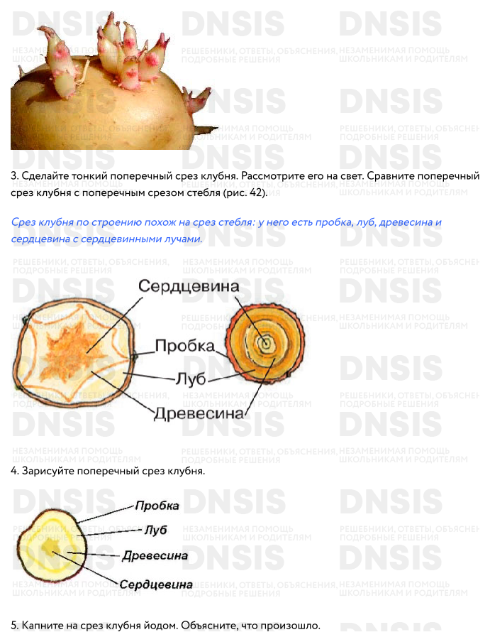 Строение клубня 6 класс