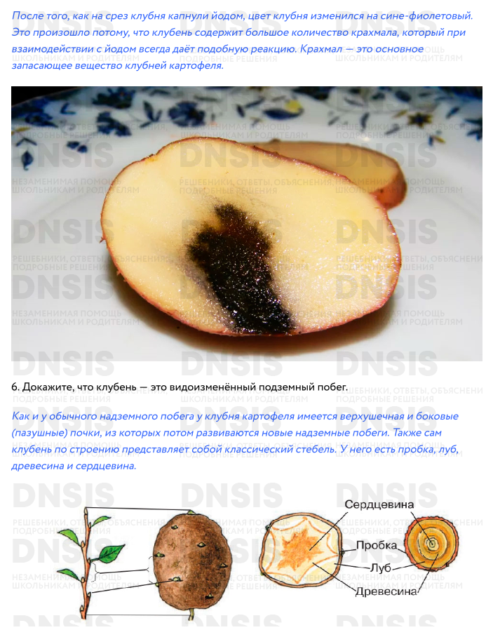 Лабораторная по биологии 6 класс строение клубня