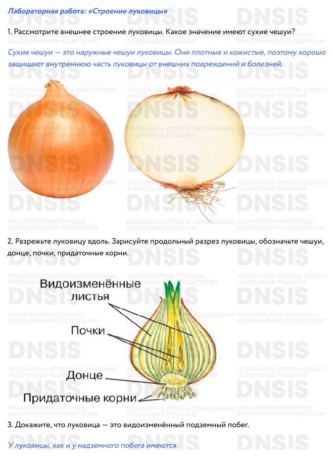 Готовая Лабораторная работа №1, из §10, учебник Биология 6 класс ...