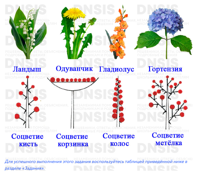 Готовая Лабораторная работа №1, из §12, учебник Биология 6 класс ...