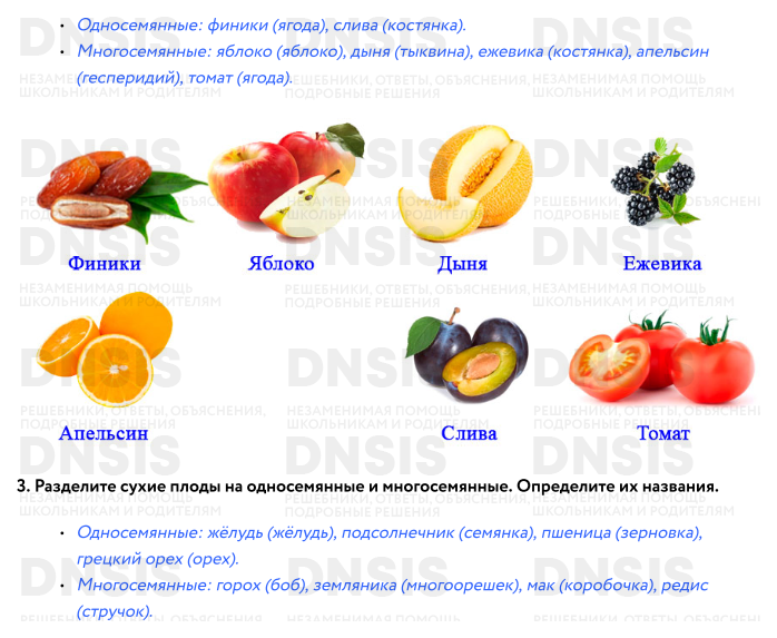 Плоды растений биология 6 класс. Плоды 6 класс рэш. Биология схема классификация плодов. Яблоко многосемянное. Презентация плоды 6 класс.
